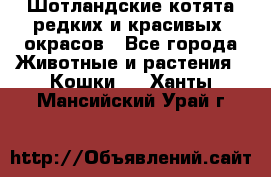 Шотландские котята редких и красивых  окрасов - Все города Животные и растения » Кошки   . Ханты-Мансийский,Урай г.